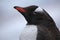 Gentoo penguin in rain with water beads on plumage