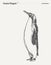 Gentoo Penguin realistic hand drawn, sketch