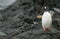 Gentoo Penguin on the Rocks