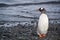 A gentoo penguin on the rocky shores of Antarctica