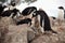 Gentoo penguin rookery
