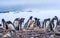 Gentoo Penguin Rookery Glacier Yankee Harbor Antarctica