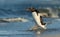 Gentoo penguin running to the ocean