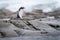 Gentoo penguin runs over rocks raising foot