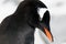 Gentoo penguin\'s head