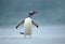 Gentoo penguin on a sandy coast on a windy day