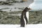 Gentoo penguin on shores of Ronge Island, Antarctica