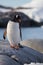 Gentoo penguin single. Penguin portrait in Antarctica on blur background, Argentine islands.
