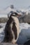 Gentoo penguin single. Penguin portrait in Antarctica on blur background, Argentine islands.