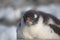 Gentoo penguin single. Penguin portrait in Antarctica on blur background, Argentine islands.