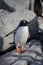 Gentoo penguin single. Penguin portrait in Antarctica on blur background, Argentine islands.