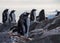 Gentoo penguin single. Penguin portrait in Antarctica on blur background, Argentine islands.