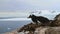 Gentoo penguin sitting in nest on a cliff on the background of the ocean and the mountains of the Antarctic Peninsula