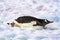 Gentoo Penguin Sledding Snow Highway Damoy Point Antarctica