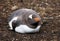 Gentoo Penguin Sleeping. Happy, contended, smiling, fat and round.