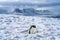 Gentoo Penguin Snow Highway Rookery Snow Mountains Damoy Point Antarctica
