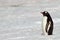 Gentoo penguin on snowfield, Antarctica