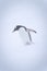 Gentoo penguin on snowy hill in blizzard
