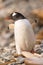 Gentoo penguin, South Georgia, Antarctica