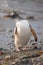 Gentoo penguin, South Georgia, Antarctica