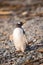 Gentoo penguin, South Georgia, Antarctica