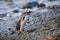 Gentoo penguin, South Georgia, Antarctica