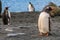 Gentoo Penguin on South Georgia Island