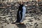 Gentoo penguin, South Shetland Islands, Antarctica