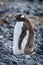 Gentoo penguin standing on grey shingle beach