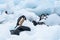 Gentoo Penguin standing on a rock amid beached icebergs, more penguins in the background, Cuverville Island, Antarctica