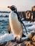 Gentoo penguin standing on rocks