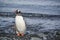 Gentoo penguin standing at the rocky shorelines of Antarctica