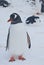 Gentoo penguin standing on snow-covered beach on the edge of a l