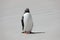 A Gentoo penguin stands on the beach in The Neck on Saunders Island, Falkland Islands