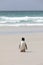 A Gentoo penguin stands on the beach in The Neck on Saunders Island, Falkland Islands