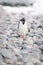 Gentoo penguin stands preening among sunlit rocks