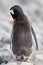 Gentoo penguin stands preening on sunlit rocks