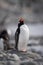 Gentoo penguin stands on sunlit rocks squawking