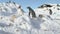 Gentoo penguin steal nest stone antarctic close-up