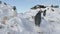 Gentoo penguin steal nest stone antarctic close-up