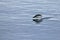 Gentoo penguin swimming and jumping in water mirrored, Antarctic Peninsula