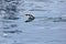 Gentoo penguin swimming and jumping in water mirrored, Antarctic Peninsula