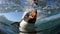 Gentoo penguin swimming marine life underwater ocean Penguin on surface and dive dip water - Pygoscelis papua