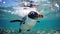 Gentoo penguin swimming marine life underwater ocean Penguin on surface and dive dip water - Pygoscelis papua