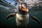 Gentoo penguin swimming in the ocean with bubbles in the water, Gentoo penguin swimming marine life underwater ocean, AI Generated