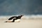 Gentoo penguin taking a nap on a sandy beach