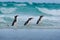 Gentoo penguin, three water bird in the ocean, swimming and jumping in the sea, Falkland Island