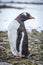 Gentoo penguin turning head on shingle beach