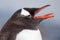 Gentoo penguin vocalizing, Antarctica