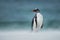 Gentoo penguin walking on a coast on a windy day